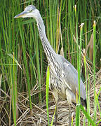 Grey Heron