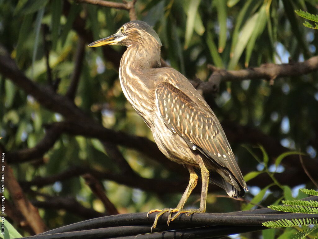 Héron des mangroves
