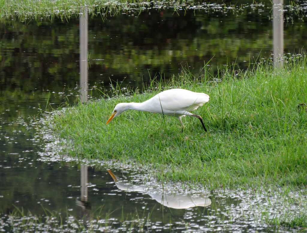 Western Cattle Egret