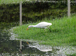 Western Cattle Egret