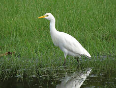 Western Cattle Egret