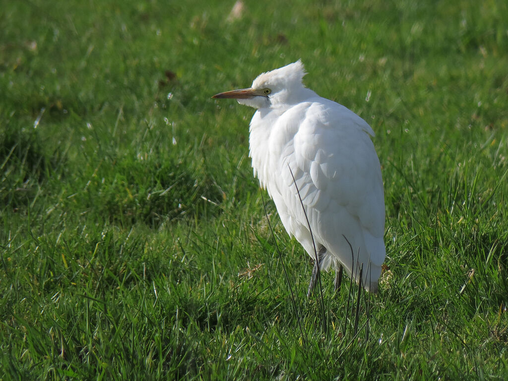 Western Cattle Egret