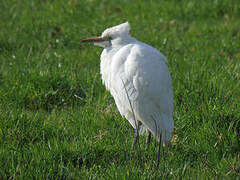 Western Cattle Egret