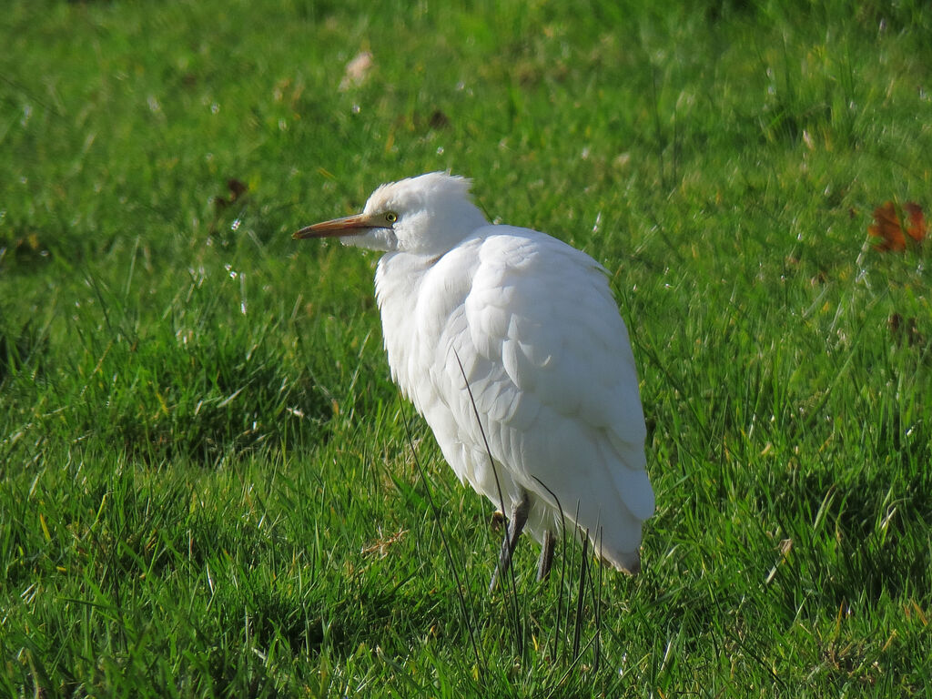 Western Cattle Egret