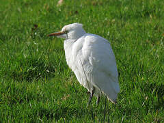 Western Cattle Egret