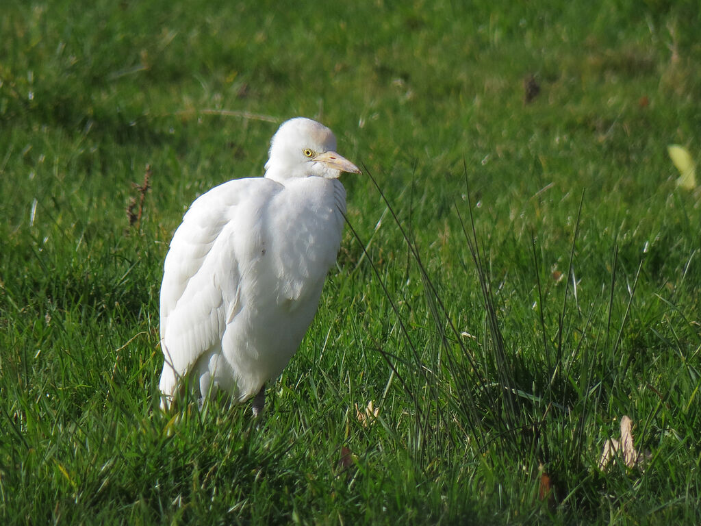 Western Cattle Egret