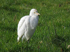 Western Cattle Egret