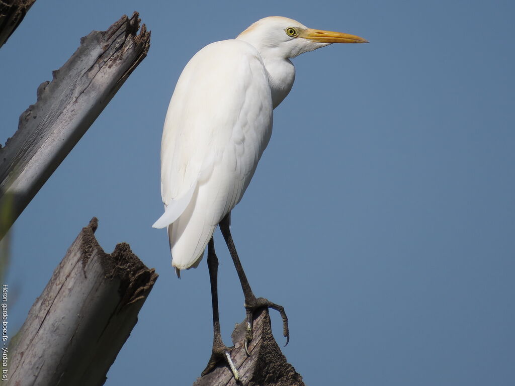 Western Cattle Egret