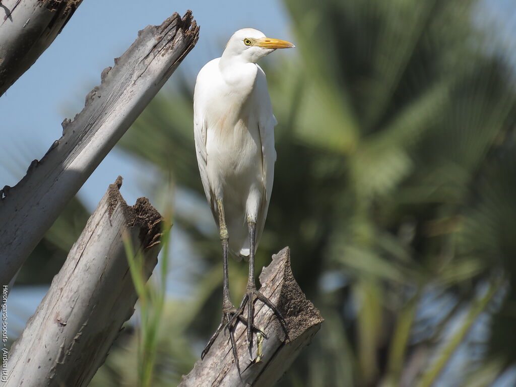 Western Cattle Egret