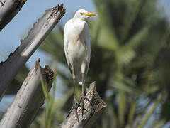 Western Cattle Egret