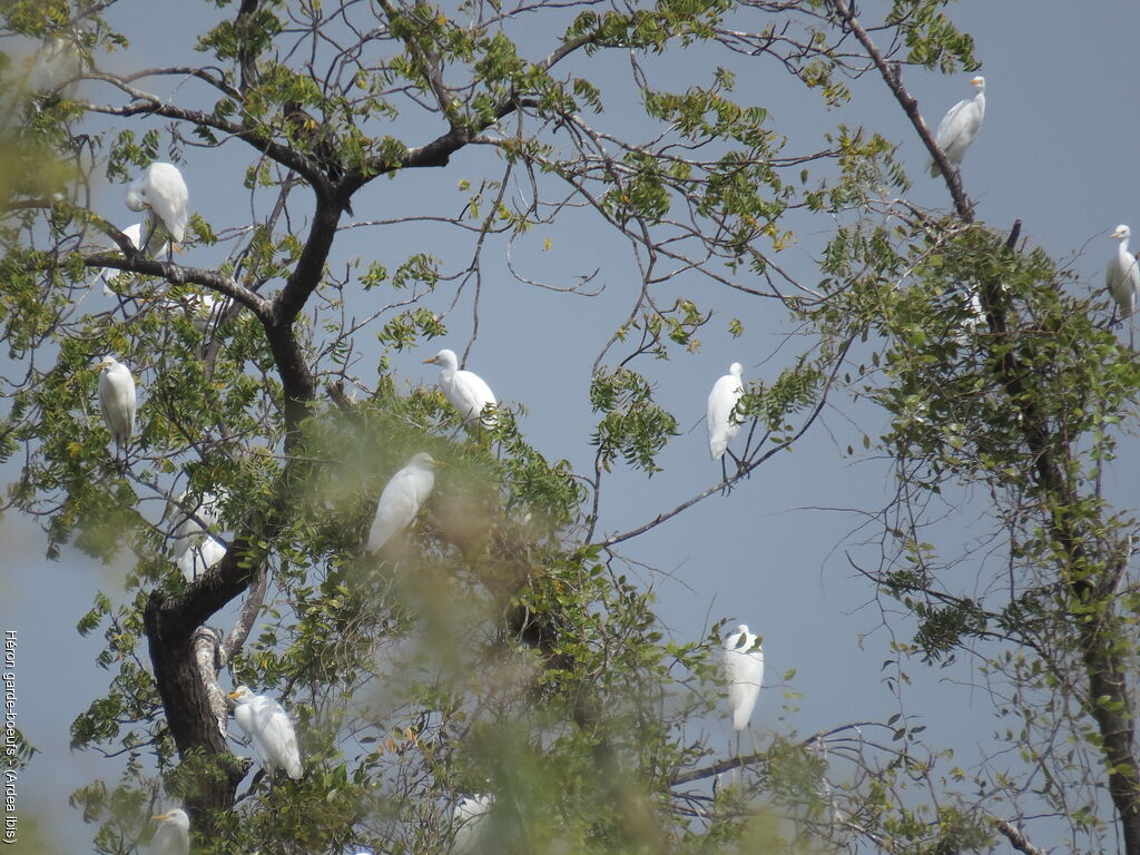 Western Cattle Egret