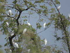 Western Cattle Egret