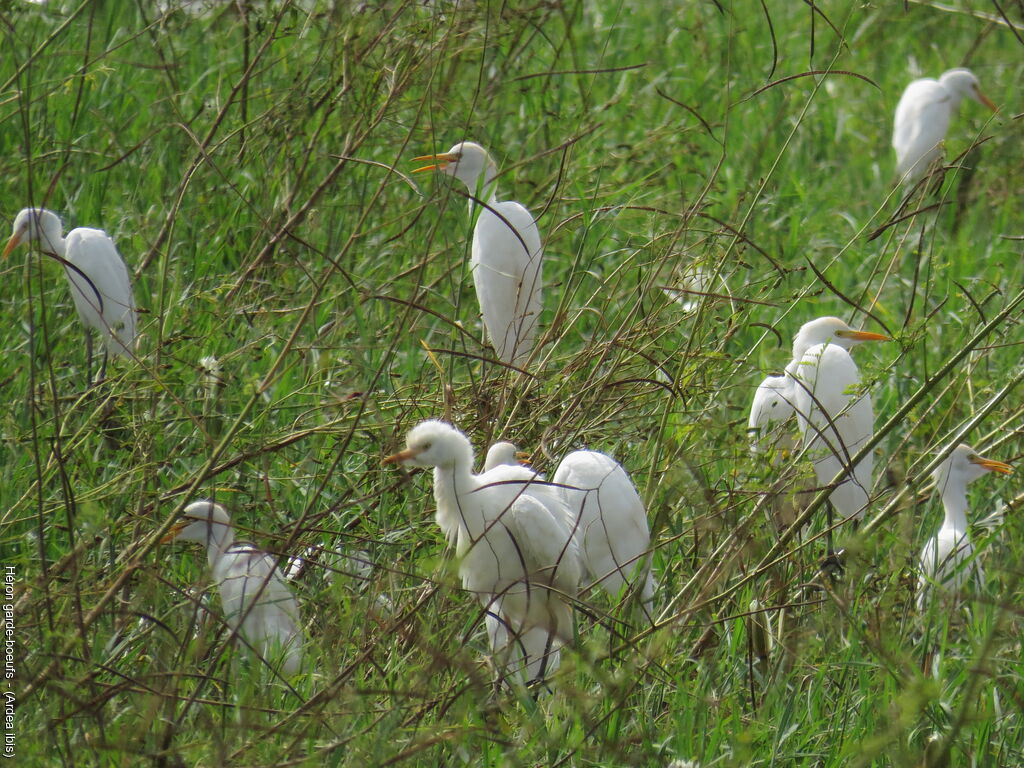 Western Cattle Egret