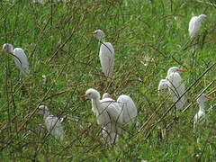 Western Cattle Egret