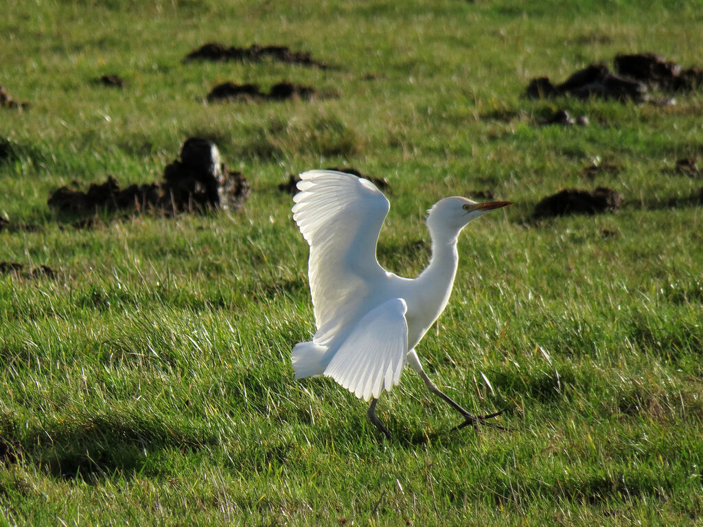 Western Cattle Egret