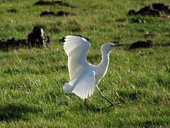 Western Cattle Egret