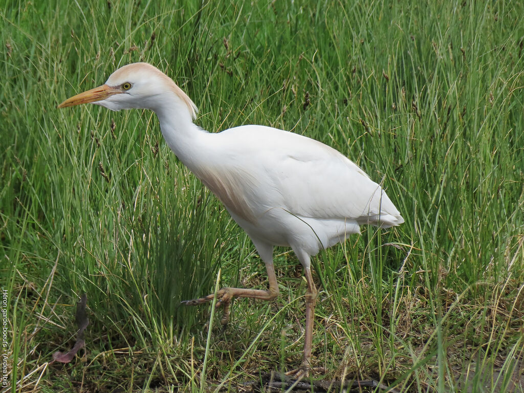 Western Cattle Egret