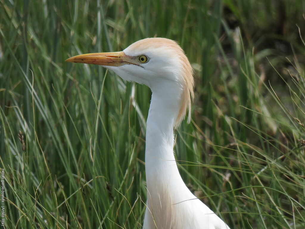 Western Cattle Egret