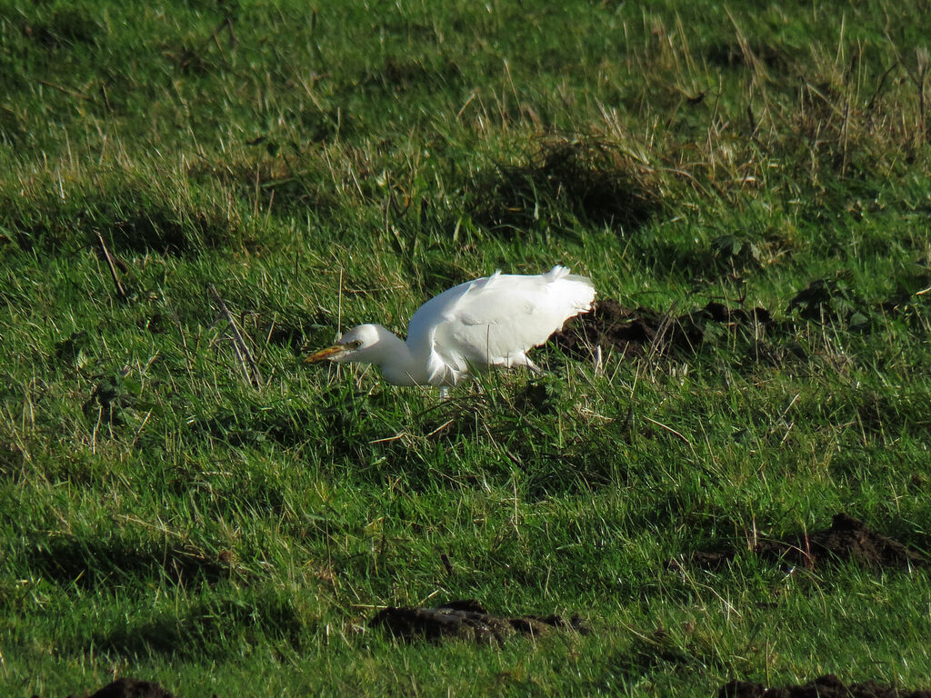 Western Cattle Egret