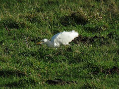 Western Cattle Egret