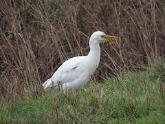 Western Cattle Egret