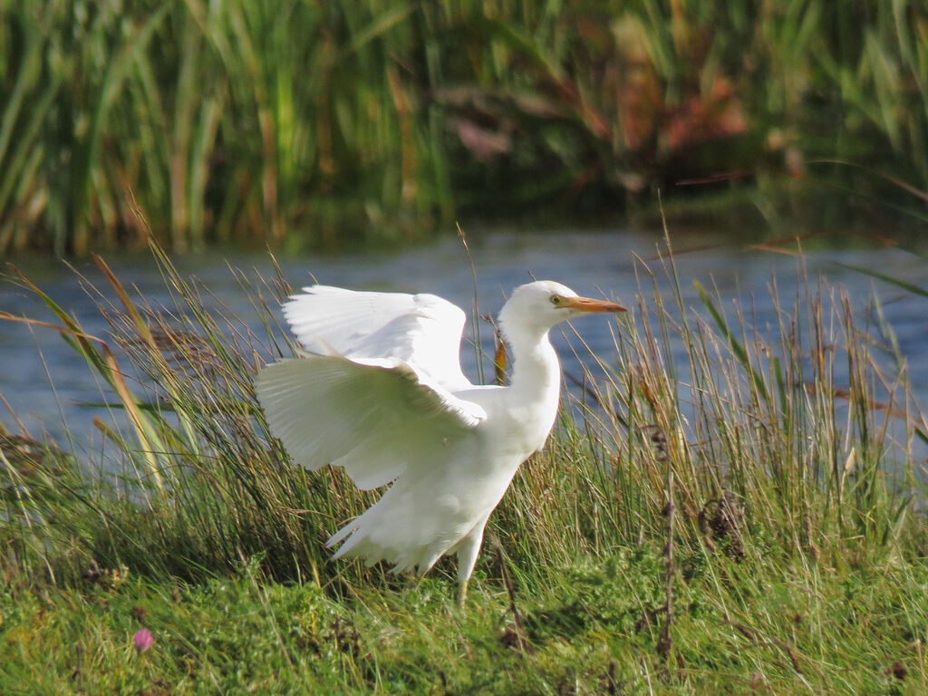 Western Cattle Egret