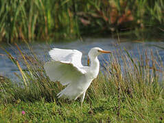 Western Cattle Egret