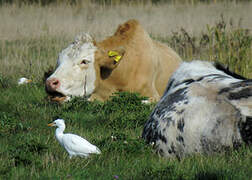 Western Cattle Egret