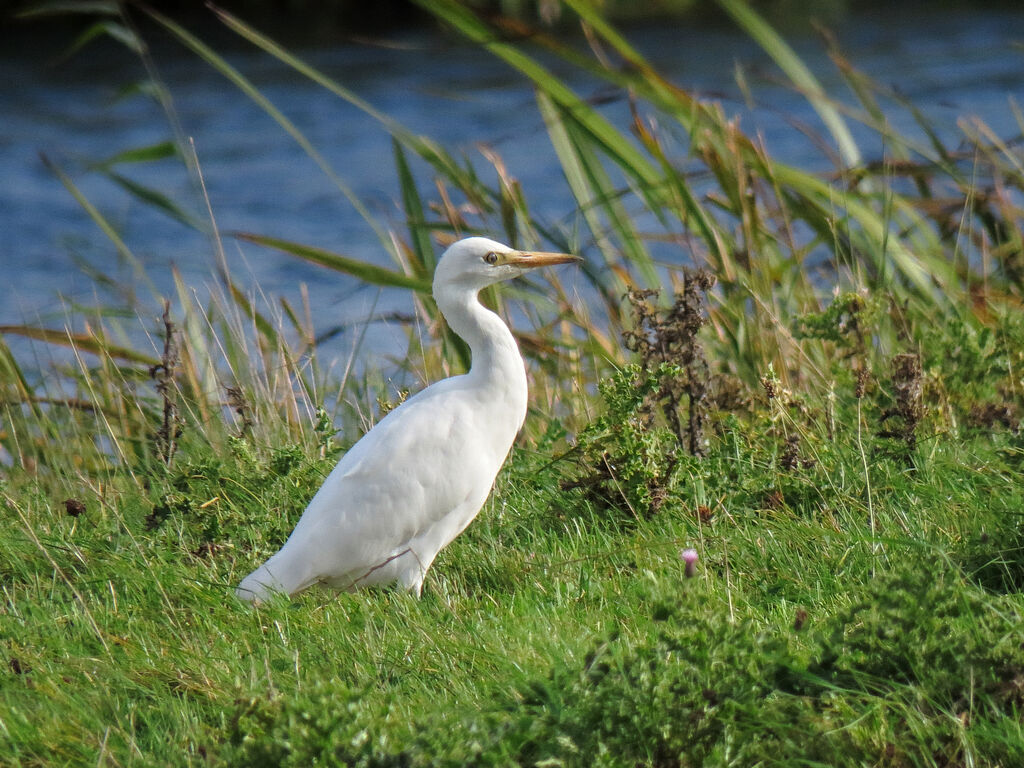 Western Cattle Egret