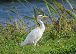 Western Cattle Egret