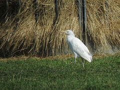 Western Cattle Egret