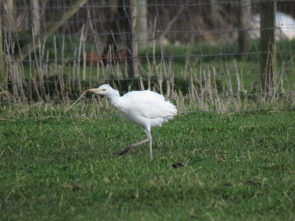 Western Cattle Egret