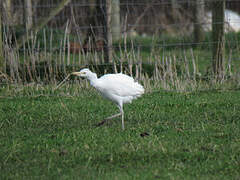 Western Cattle Egret