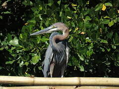 Goliath Heron