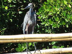 Goliath Heron