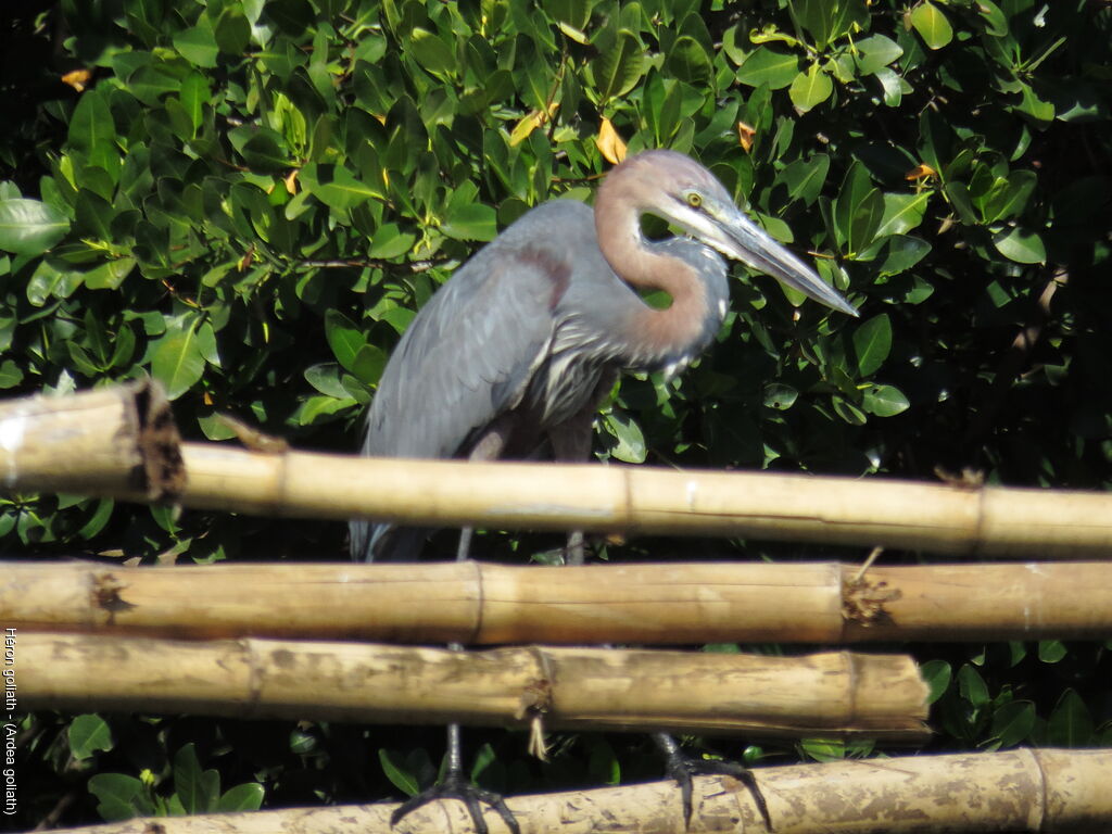 Goliath Heron