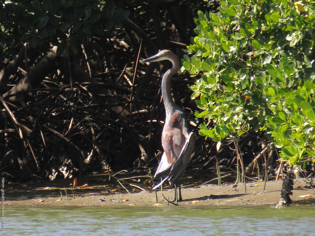 Goliath Heron