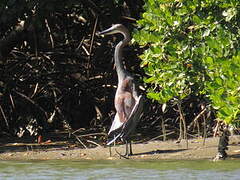 Goliath Heron