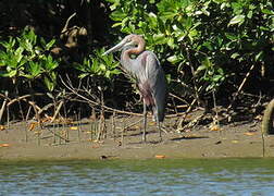 Goliath Heron