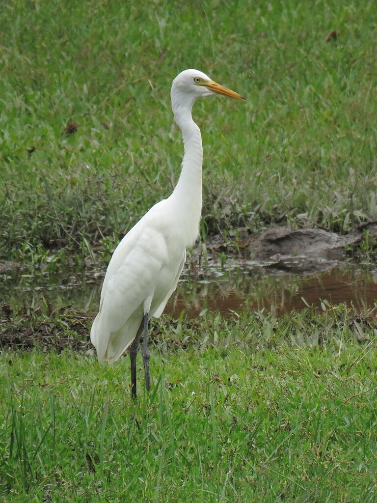 Medium Egret