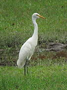 Medium Egret