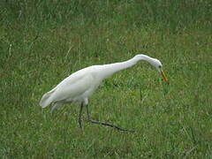 Medium Egret