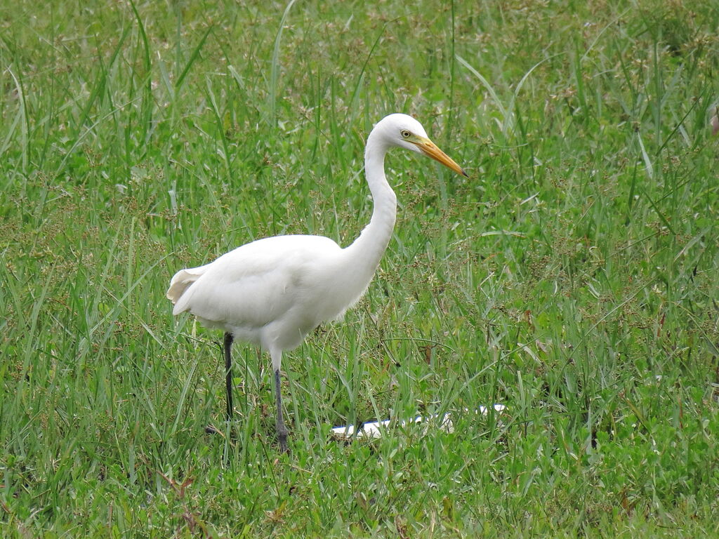 Medium Egret