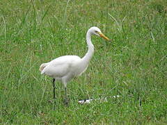 Medium Egret