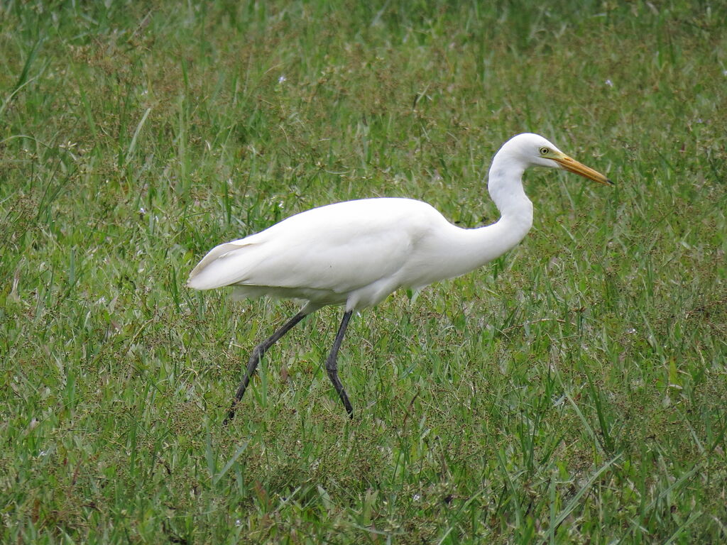 Medium Egret