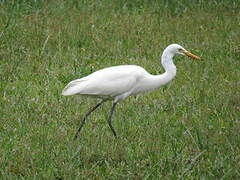 Medium Egret