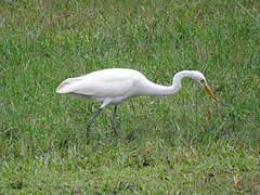 Medium Egret