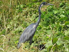 Black-headed Heron