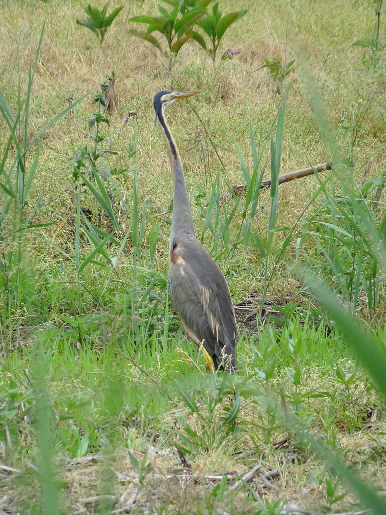 Purple Heron