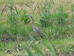 Purple Heron